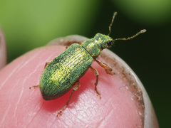 Polydrusus pterygomalis