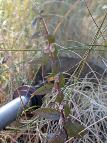 Scutellaria galericulata, photograph 5