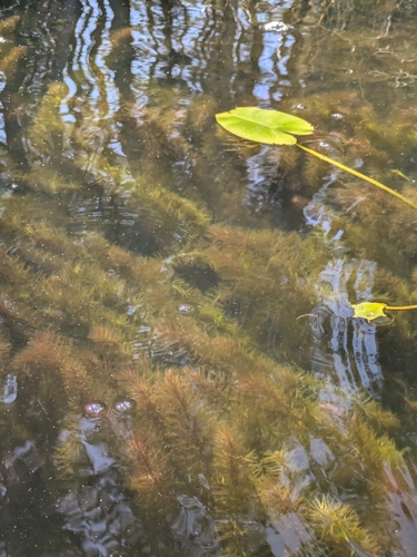 Hippuris vulgaris, photograph 4