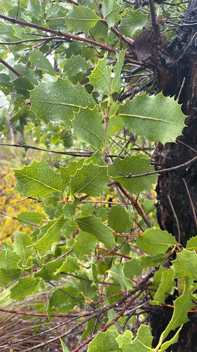 Western Woody Pear