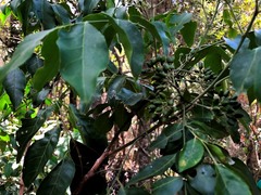 Micromelum minutum