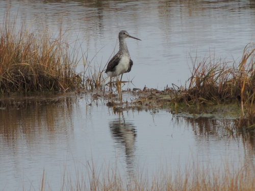 Greater Yellowlegs