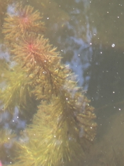 Hippuris vulgaris, photograph author not stated, no rights reserved