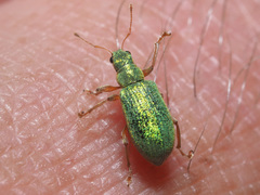 Polydrusus pterygomalis