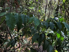 Micromelum minutum