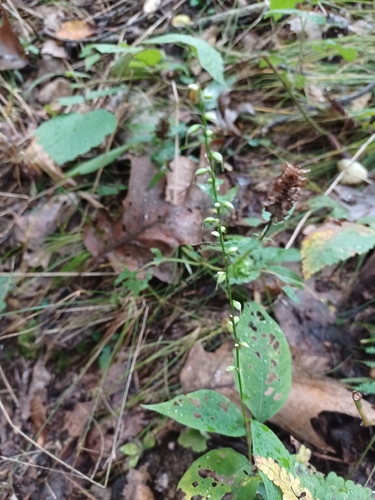 American jumpseed