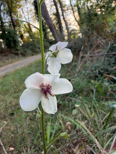 moth mullein