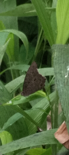 Common Evening Brown