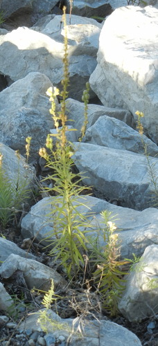 common toadflax
