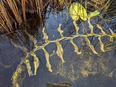 Potamogeton praelongus