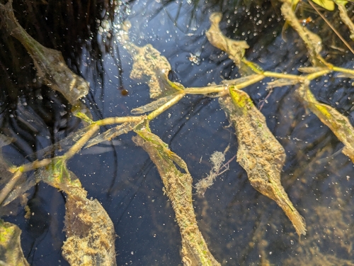 Potamogeton praelongus, photograph 1