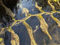 Potamogeton praelongus, photograph author not stated, no rights reserved