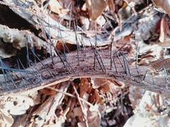 Acrocomia aculeata
