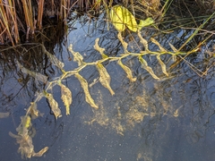 Potamogeton praelongus, photograph author not stated, no rights reserved