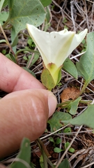 Calystegia atriplicifolia buttensis