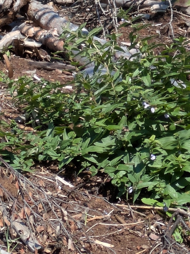 Scutellaria galericulata