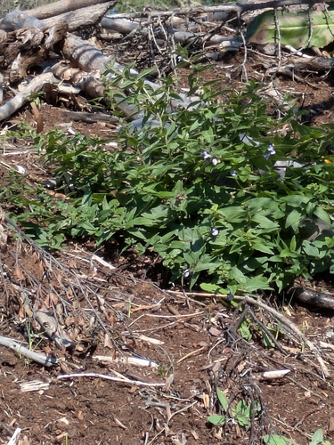 Scutellaria galericulata, photograph 2