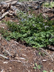 Scutellaria galericulata, photograph author not stated, no rights reserved