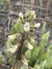 Oxytropis deflexa, photograph (c) Matt Berger, some rights reserved (CC BY)