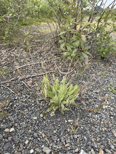 Oxytropis deflexa, photograph 3