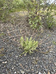 Oxytropis deflexa, photograph (c) Matt Berger, some rights reserved (CC BY)