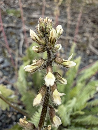 Oxytropis deflexa, photograph 6