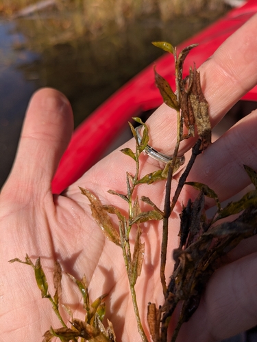 Potamogeton gramineus, photograph 2