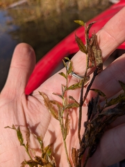 Potamogeton gramineus, photograph author not stated, no rights reserved