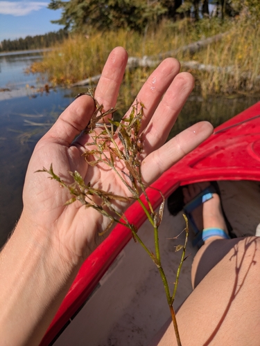 Potamogeton gramineus, photograph 3