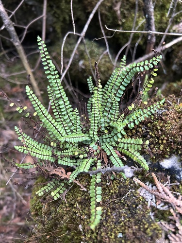 maidenhair spleenwort