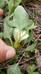 Calystegia atriplicifolia buttensis