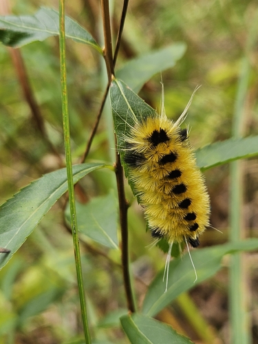 Spotted Tussock Moth