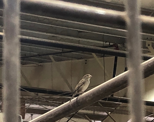 House Sparrow