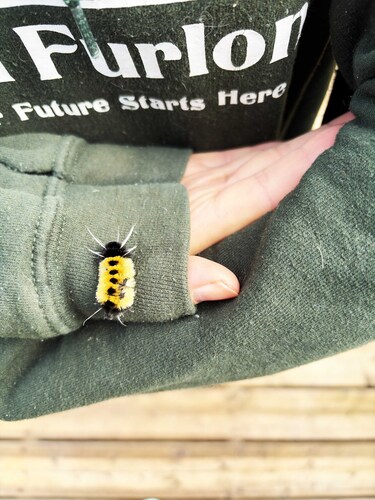 Spotted Tussock Moth