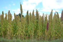 Amaranthus hypochondriacus
