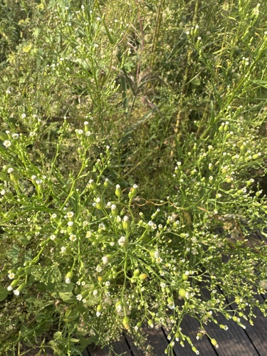 horseweed