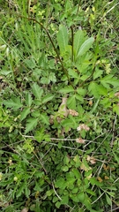 Osmorhiza occidentalis