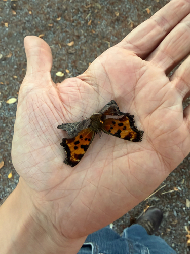 Green Comma