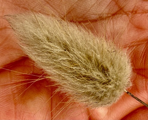 Lagurus ovatus, photograph 3