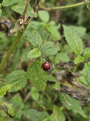 Asian Lady Beetle