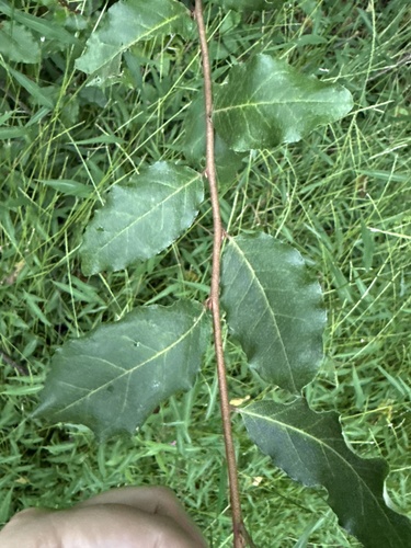 autumn olive