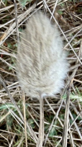 Lagurus ovatus, photograph 4