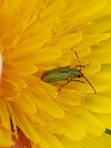northern corn rootworm