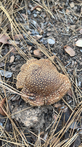Western Yellow-veiled Amanita