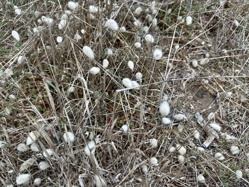 Lagurus ovatus, photograph 5