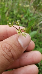 Osmorhiza occidentalis