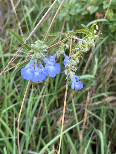giant blue sage