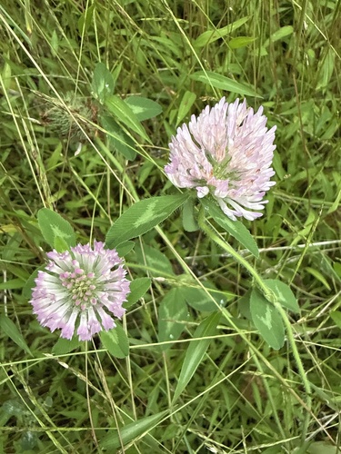 Red Clover