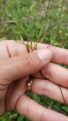 Osmorhiza occidentalis