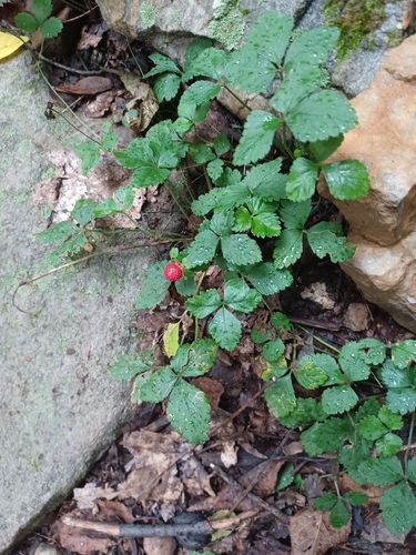 mock strawberry